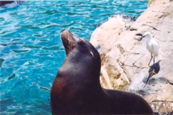 I photographed this sun-worshipping seal at Sea World in ... by Robyn Churchill 
